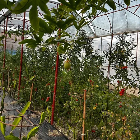 Hotel Kandybos Eco Farm Village